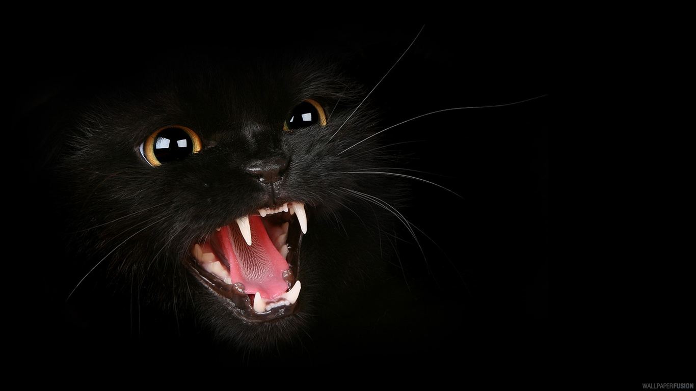 WallpaperFusion - Angry Kitty Di