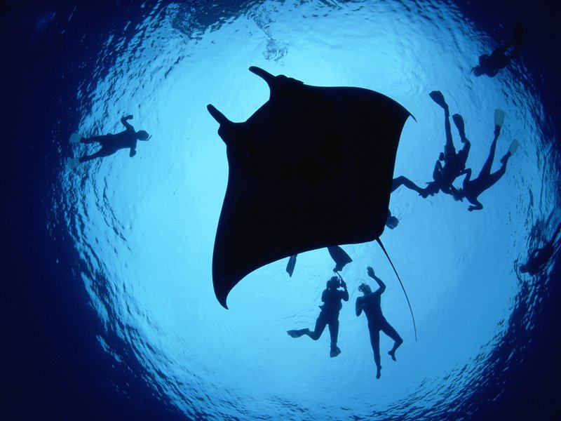 Divers With A Giant Manta Ray.jp
