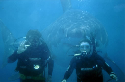 20080310-shark-behind-divers.jpg