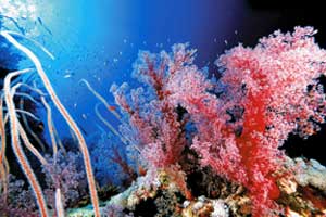 blue-realm-corals.jpg