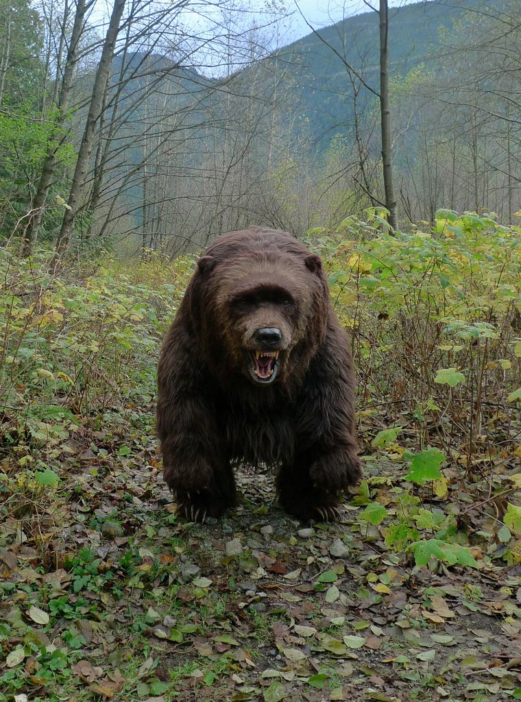 -h-bear-on-4.jpg