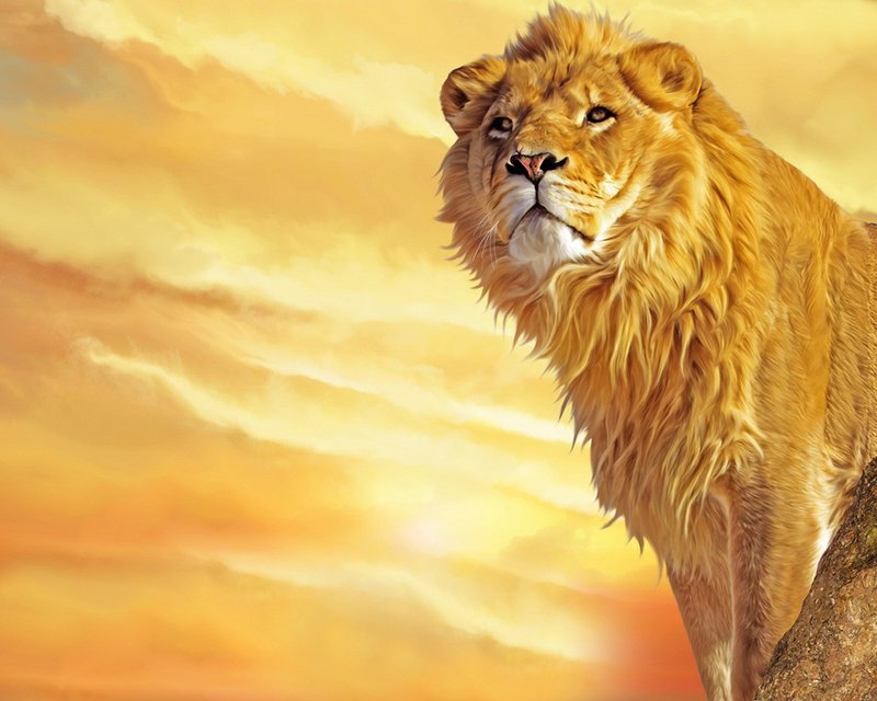 Lion wallpaper.jpg