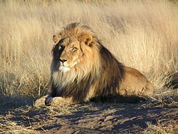 250px-Lion_waiting_in_Namibia.jp