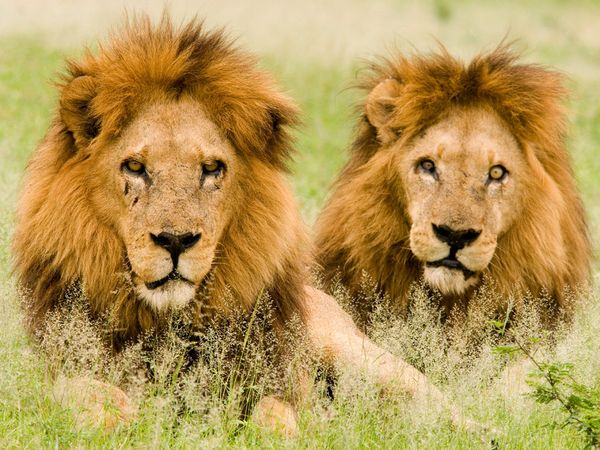 lions-males-botswana_612_600x450