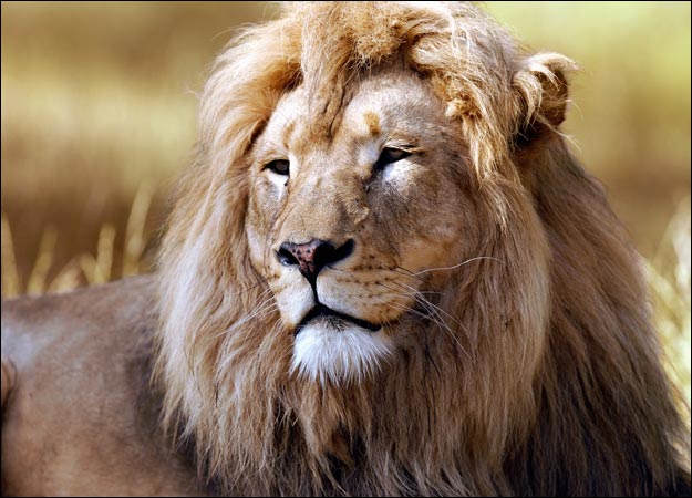 lion-picture.jpg
