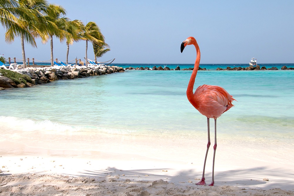 Strand-Flamingo-Aruba-Karibik.jp
