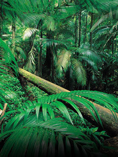 Jungle.jpg