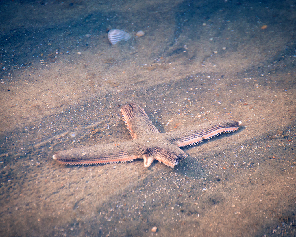 Beached Starfish