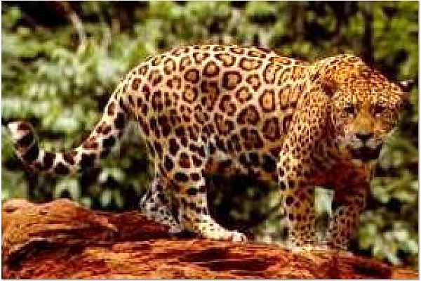 Jaguar.jpg