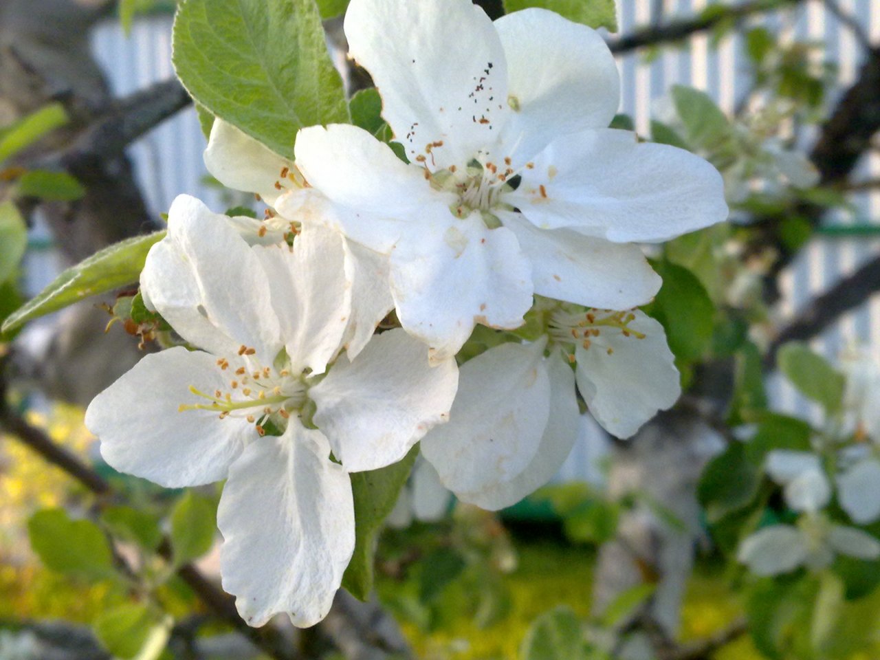 Белые Цветы яблони .jpg
