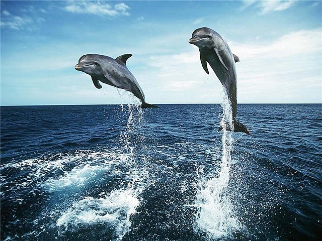 Два дельфина выпрыгивают из воды