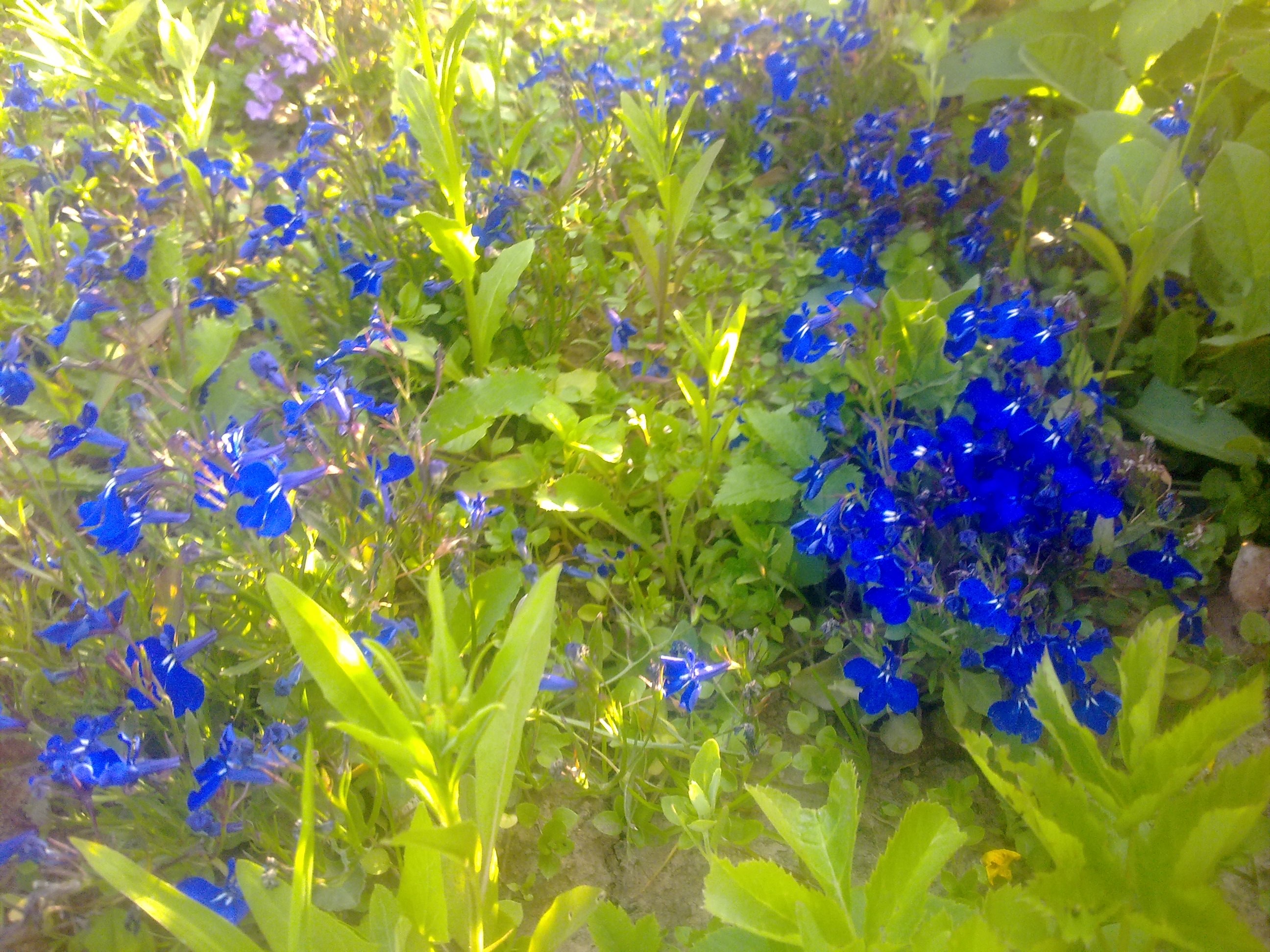 Много синих цветочков.jpg