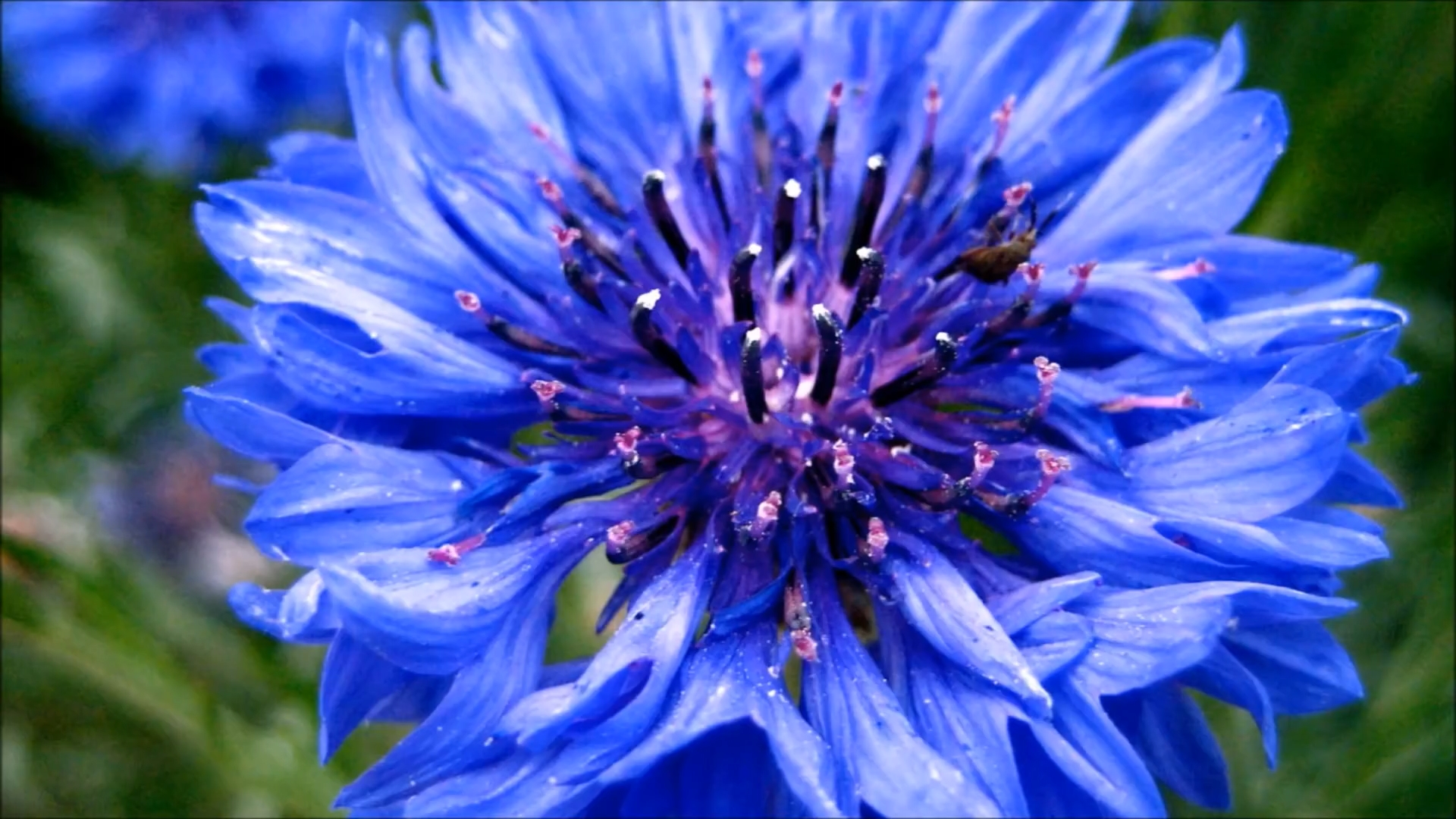 Синий цветок крупным планом.jpg