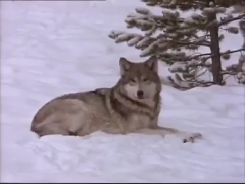 Волчица на снегу.jpg