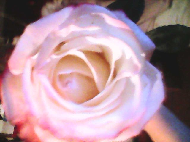 Красивый бутон розы .jpeg