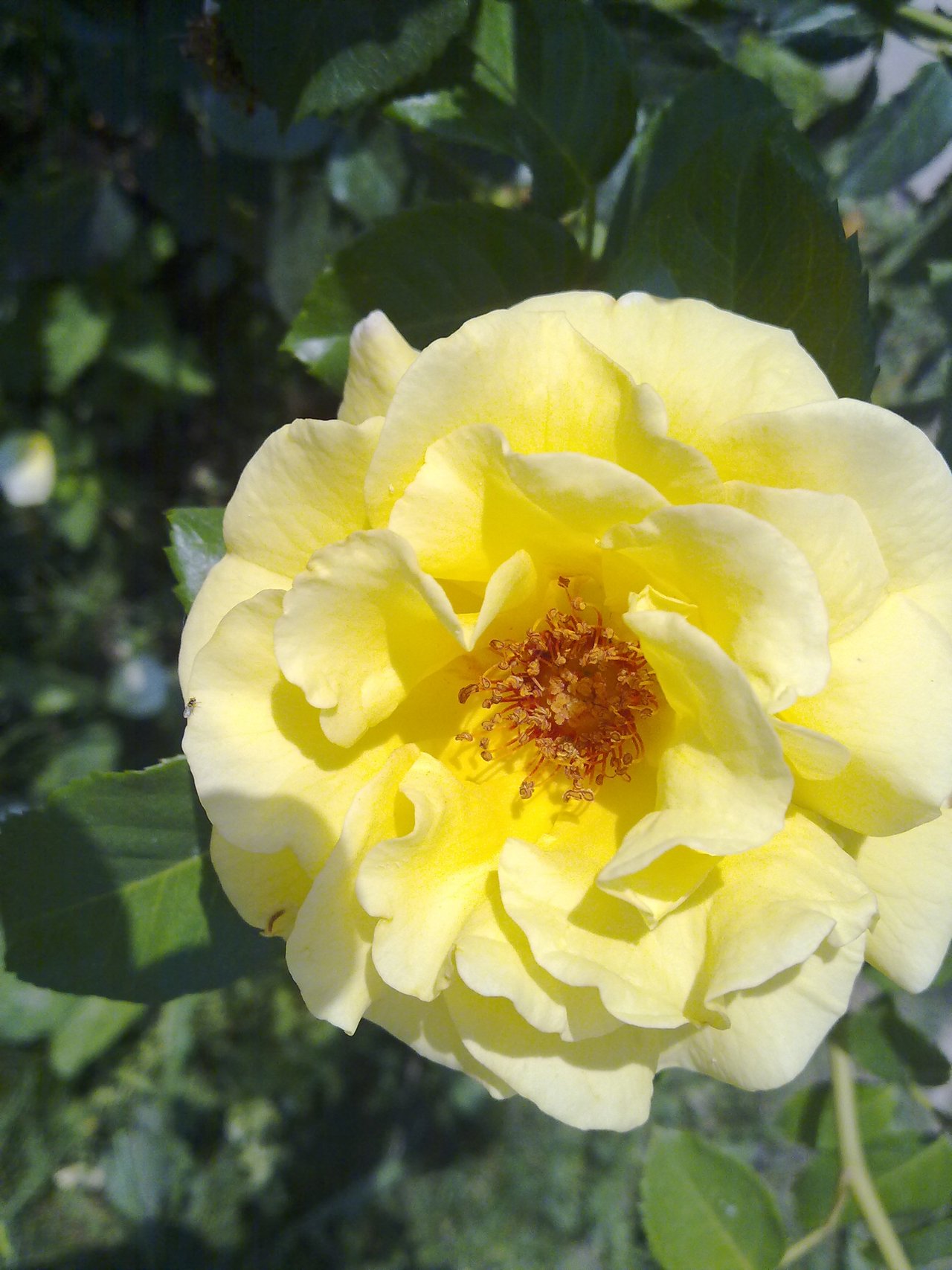 Белая роза с желтой сердцевиной
