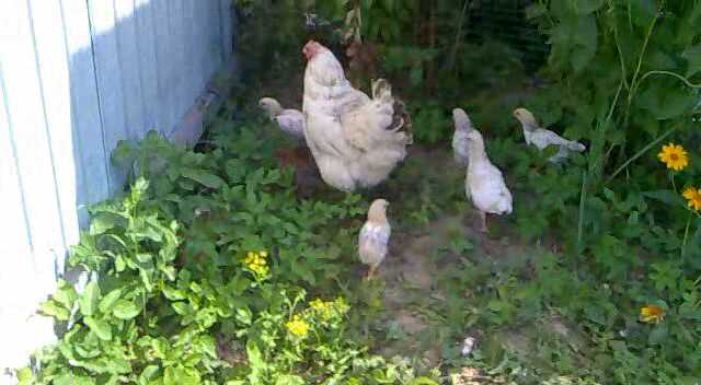 Курица и цыплята (фото из видео)