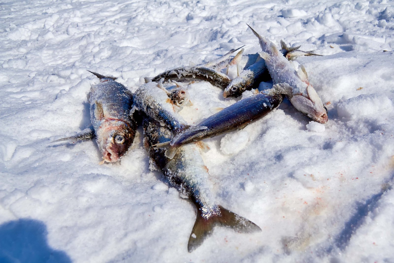 Зимняя рыбалка на сига. Чивыркуйский омуль. Ловля омуля зимой. Рыбалка омуль зима. Омуль на льду.