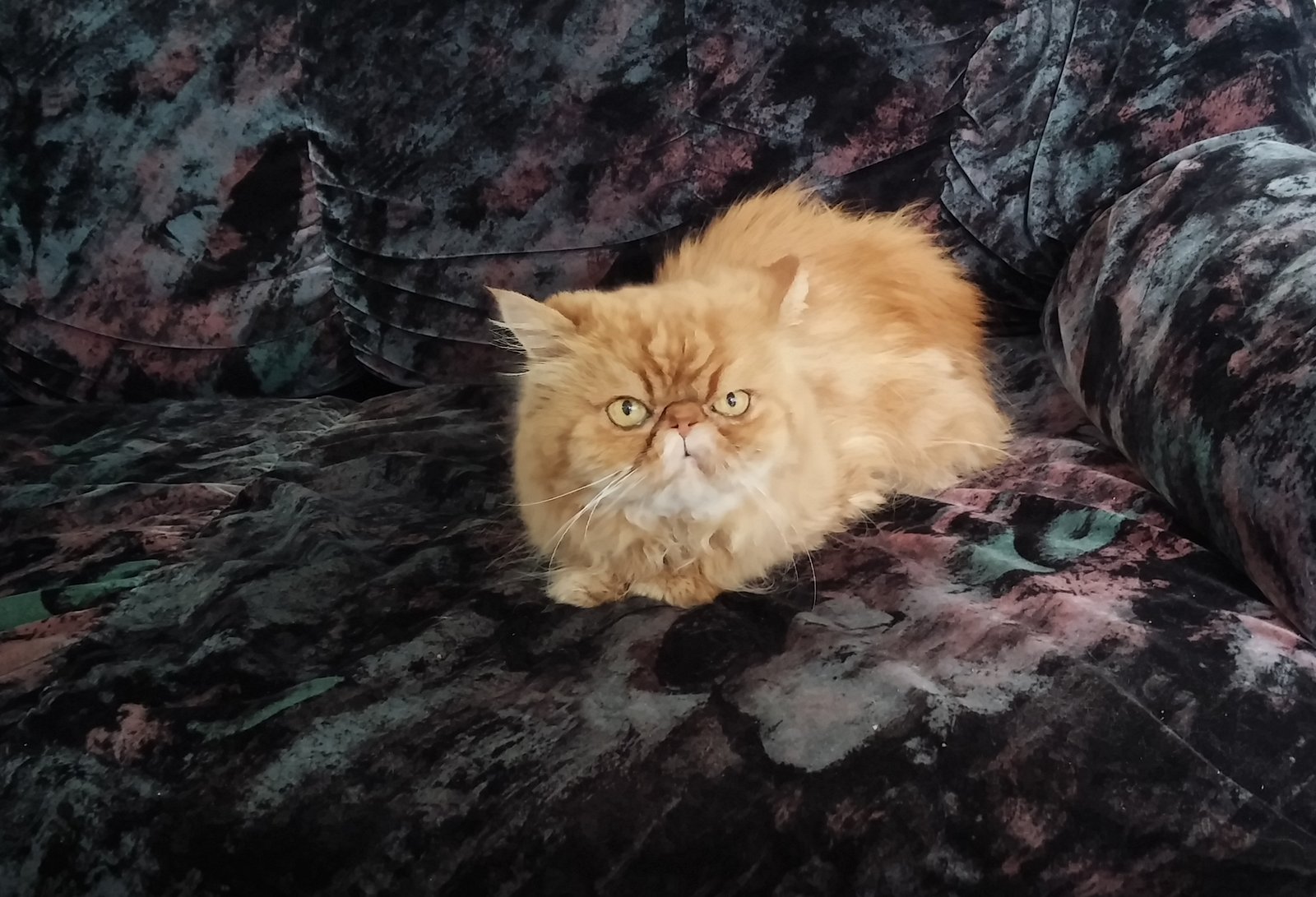 Рыжий кот на темном диване.jpg