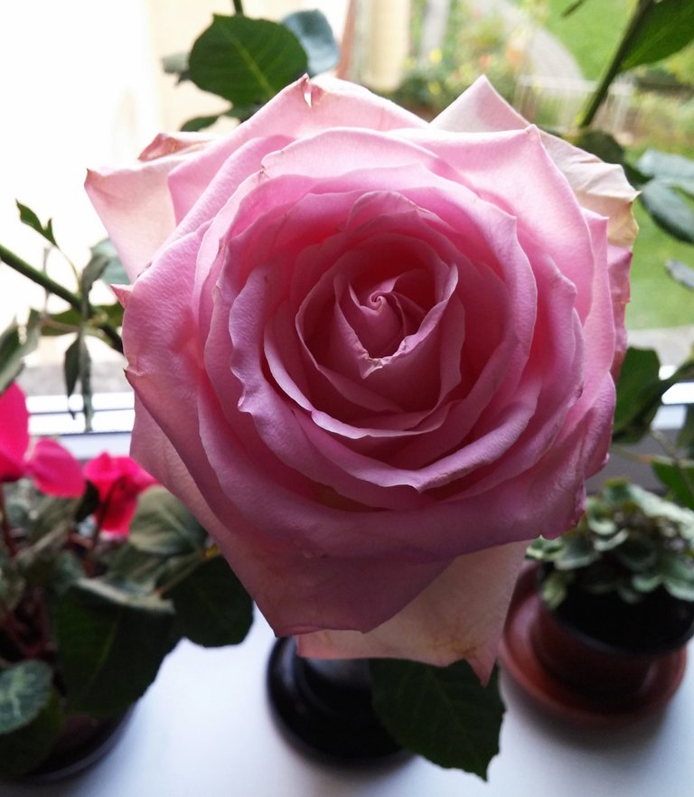 Розовая роза.jpg