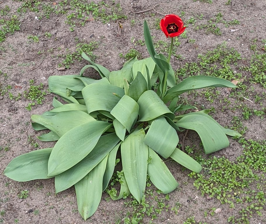 Красный тюльпан.jpg