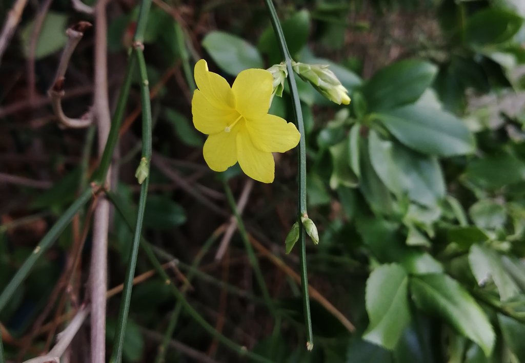 Желтый весенний цветок.jpg