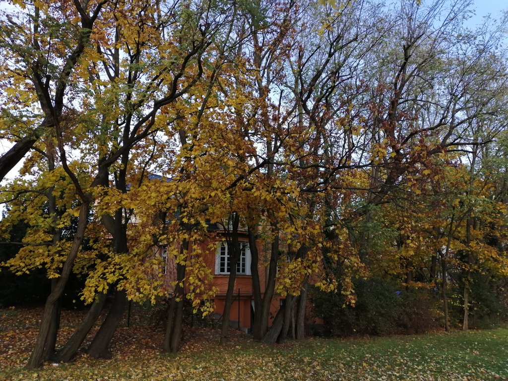 Домик в лесу золотой осенью.jpg