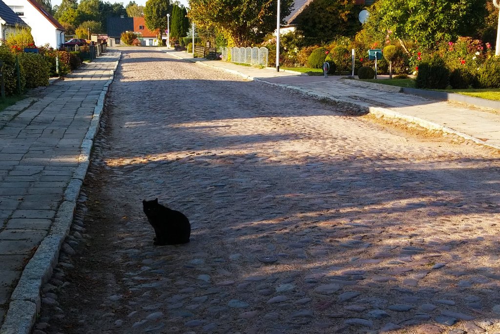 Черный кот 2.jpg
