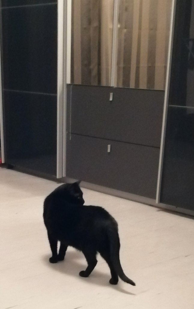 Черная кошка в темном интерьере.