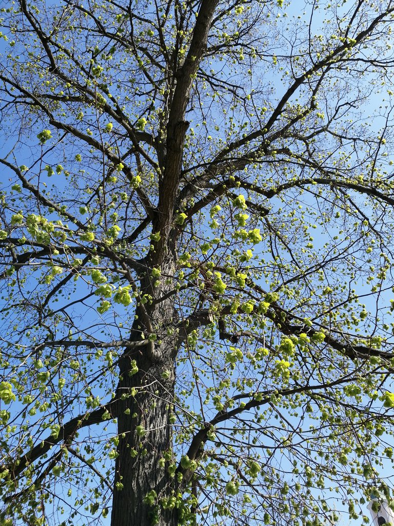 Весеннее дерево.jpg