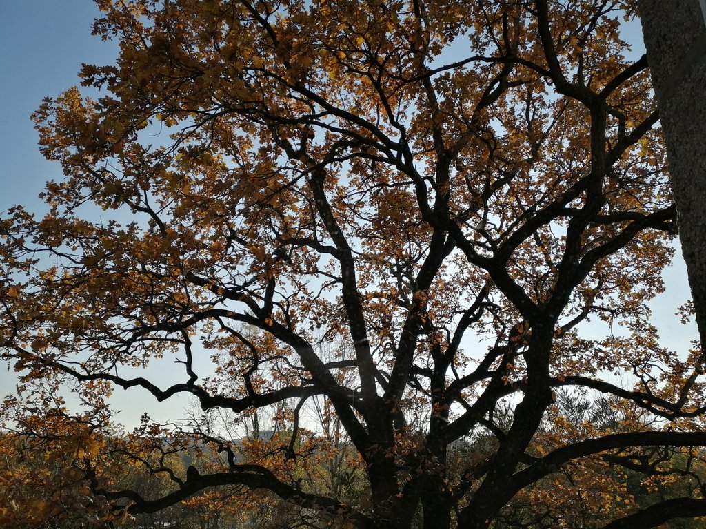 Осенний дуб.jpg