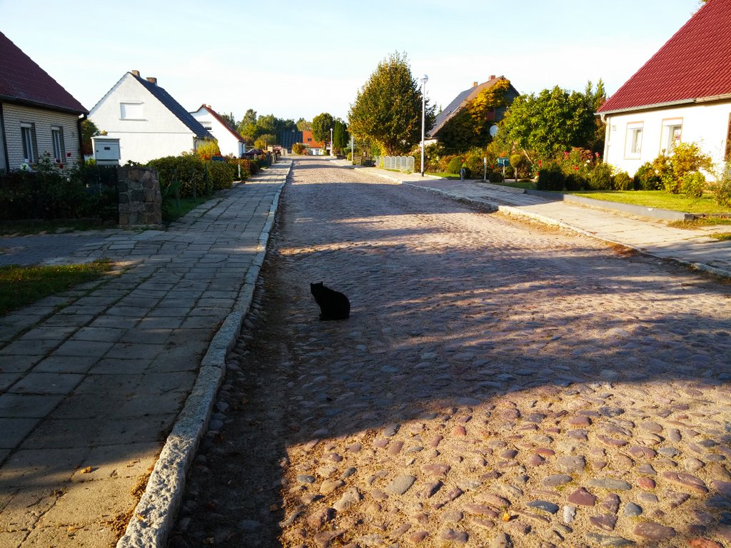 Черный кот 1.jpg