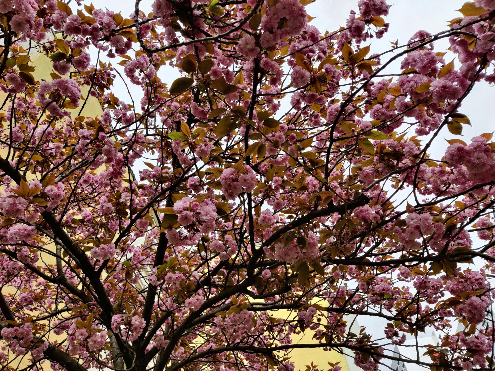 Цветение декоративной вишни.jpg