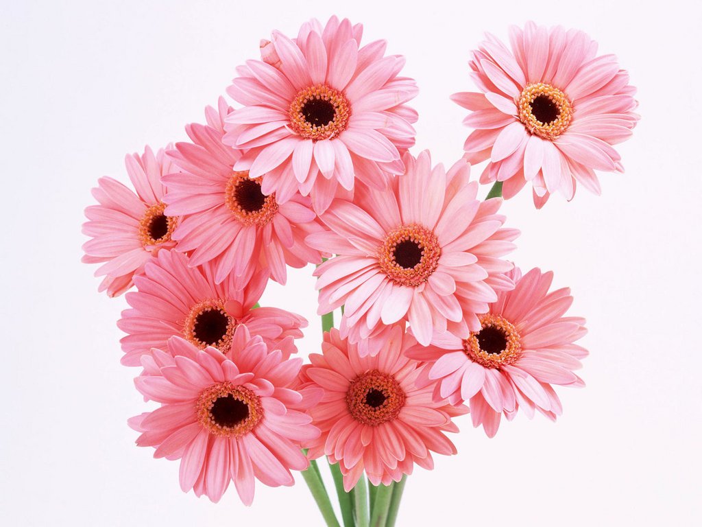 K-Sharpe-Pink-Flowers.jpg