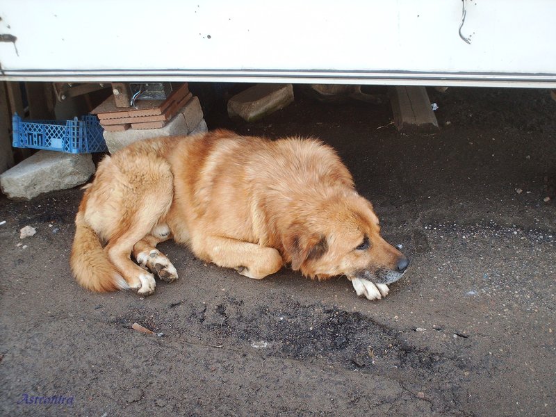 Бездомный пёс