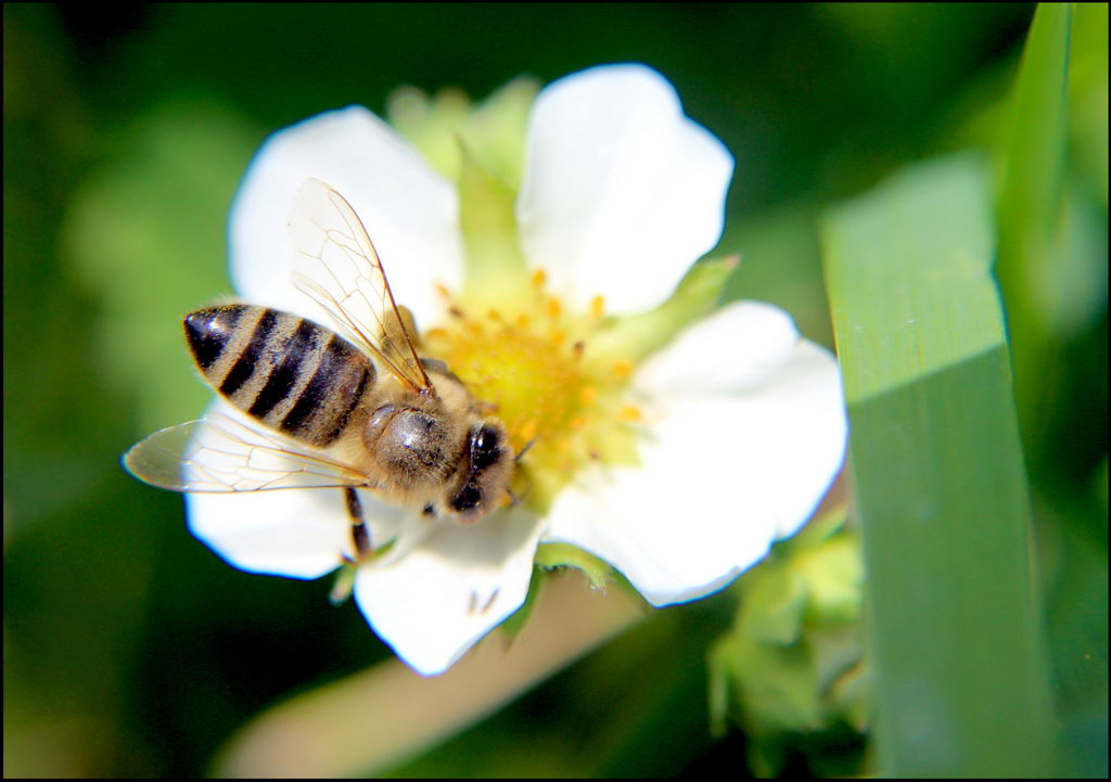 В саду 0552 Пчела.jpg