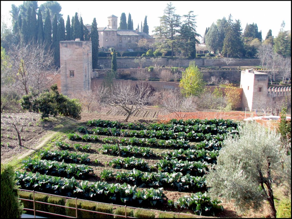 Alhambra 4563 Капуста.jpg