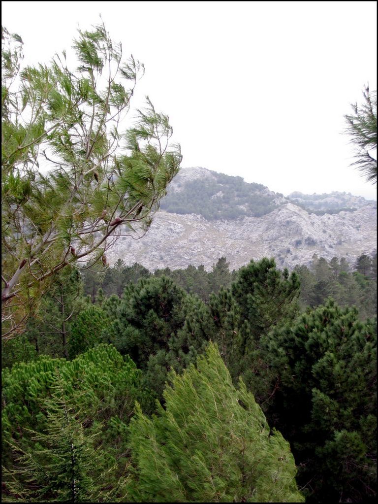 Sierra de Grazalema 045.jpg