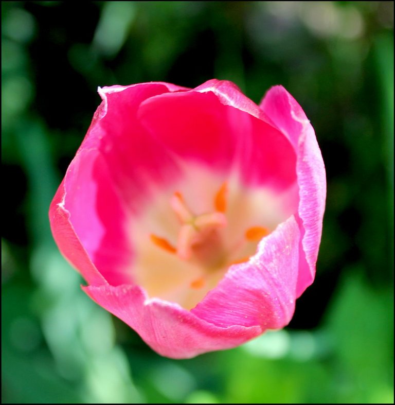 В саду 0521 Тюльпан.jpg