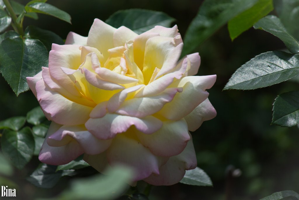 Роза сорта Madame A. Meilland