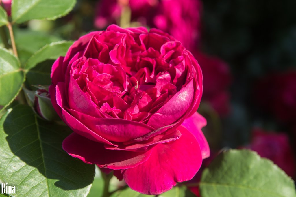 Роза сорта William Shakespeare 2
