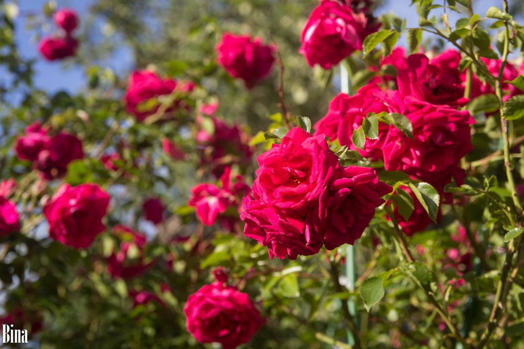 Роза сорта Flamentanz