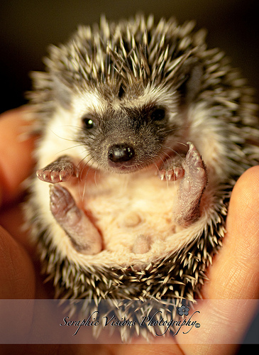 Hedgehogs8.jpg