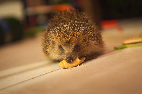 Hedgehogs4.jpg