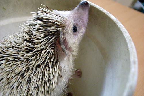 Hedgehogs7.jpg