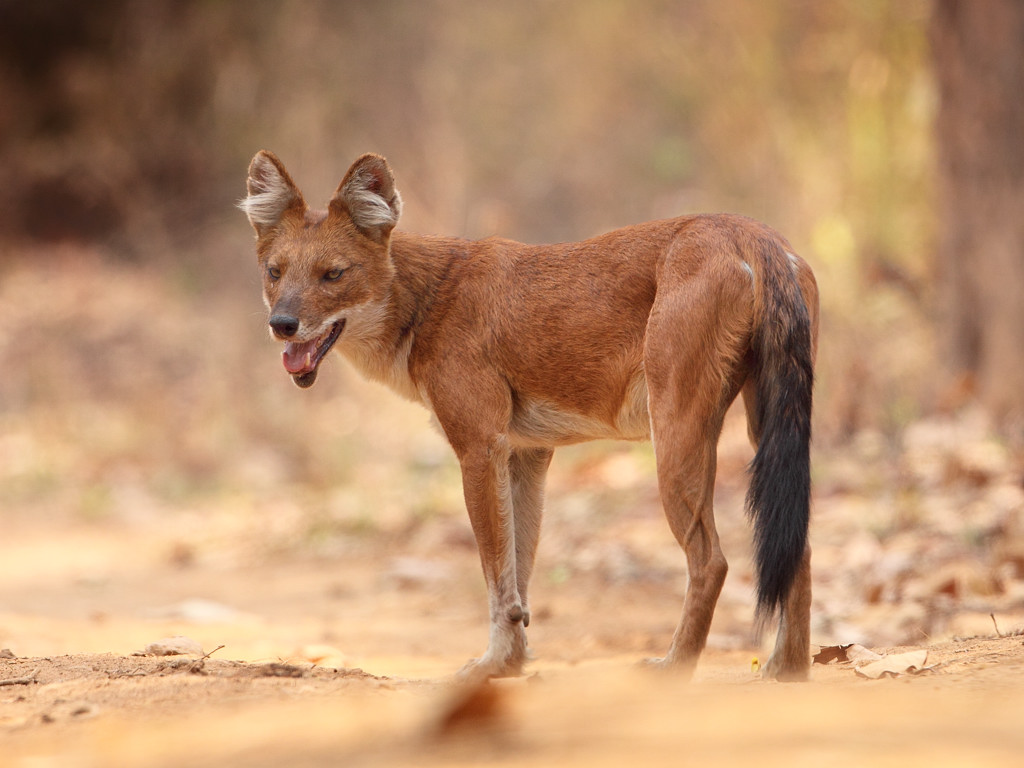 Dhol-Indian Wild Dog.jpg
