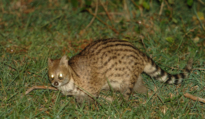 Small Indian Civet.jpg