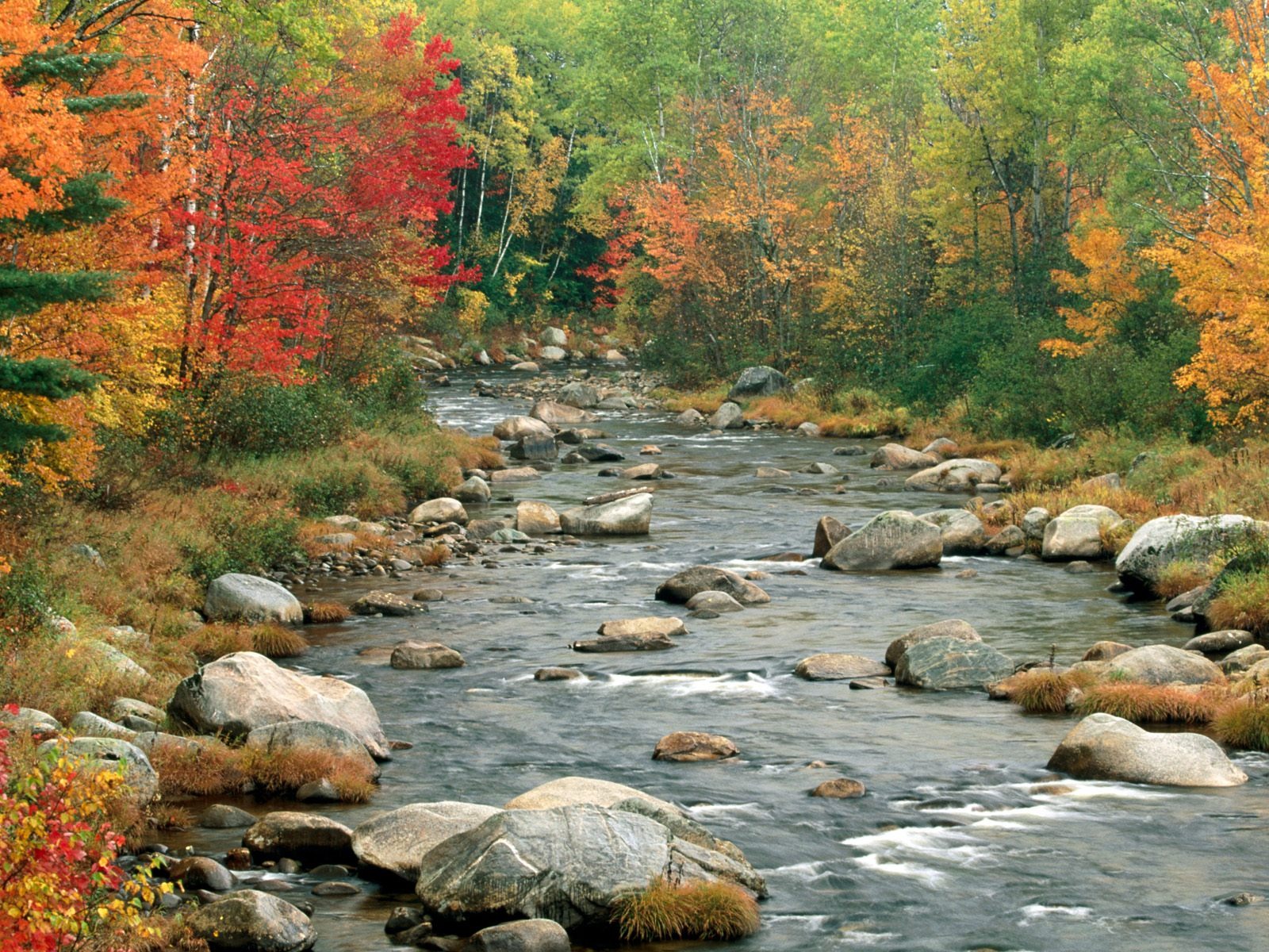 autumn-river-trees---free.jpg