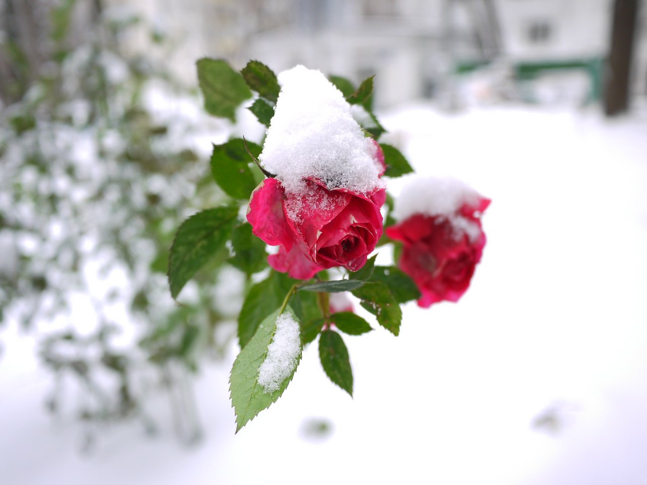 Зима розы уход