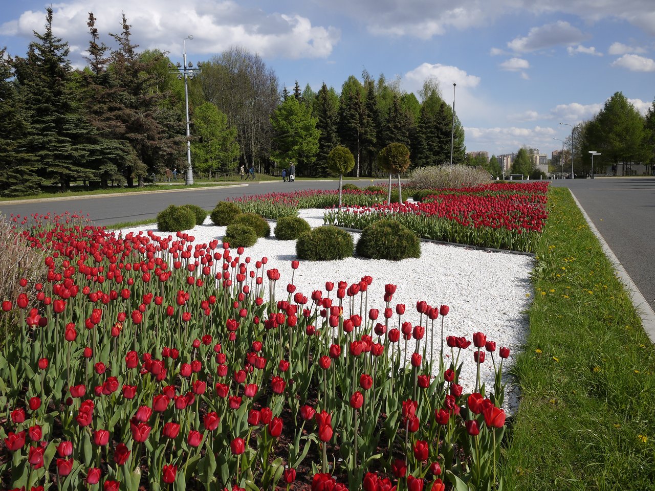 тюльпаны в парке Победы